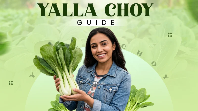 yalla choy guide