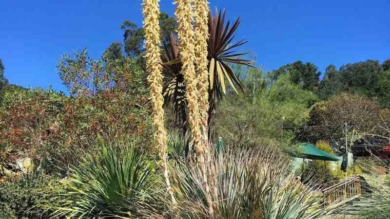 Desert spoon plant with tall flower stalks in a garden