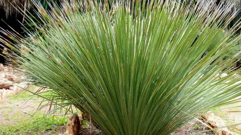 Two desert spoon plants growing in a rock-landscaped yard