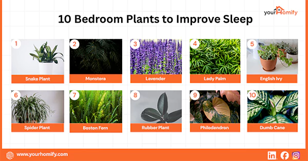 10 Bedroom Plants to Improve Sleep