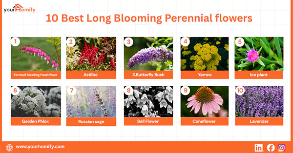 10 Best Long Blooming Perennial Flowers