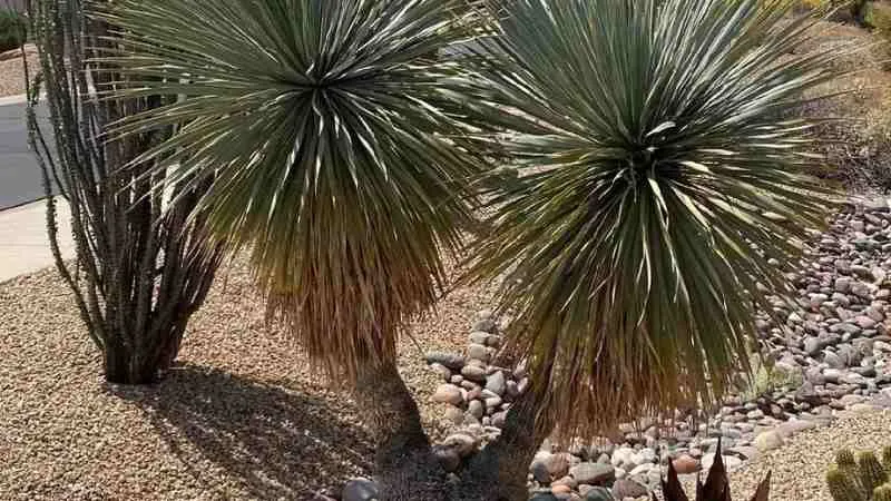 Desert spoon plant cluster growing on a rocky hillside