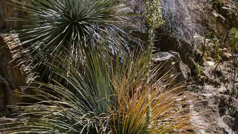 Close-up of desert spoon plant's fibrous trunk core