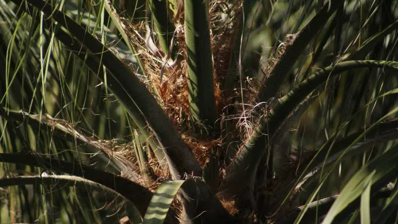 Desert spoon plant growing near a residential home