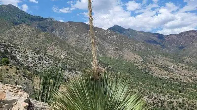 Desert spoon plant growing on a rocky mountain trail