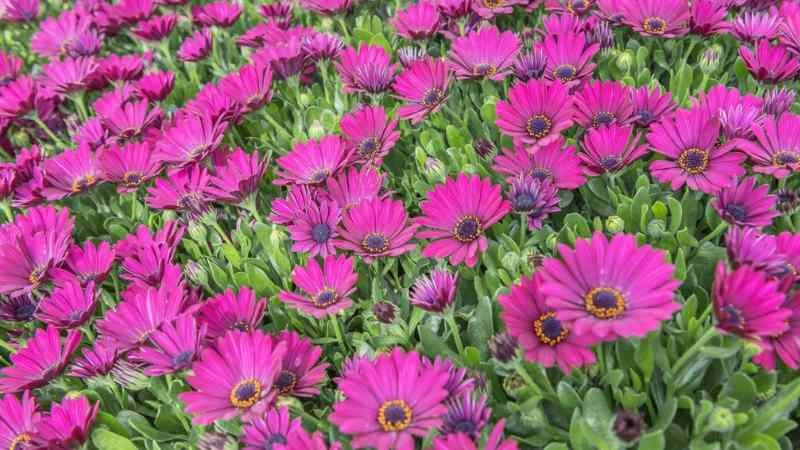 Field of African Daisy pink flowers with bright petals and golden centers in a garden setting.