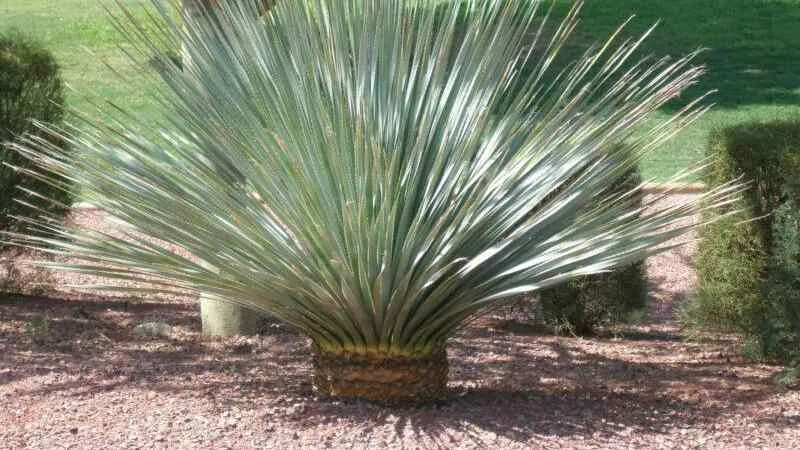Desert spoon plant showing thick fibrous trunk base