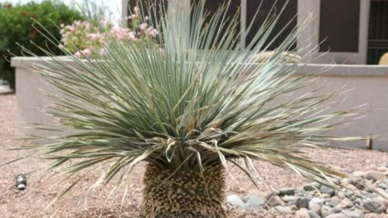 Desert spoon plant flower spike against a building