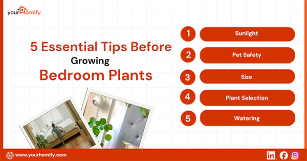 5 Essential Tips Before Growing Bedroom Plants