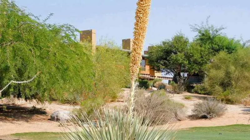 Close-up of desert spoon plant's serrated leaf blades