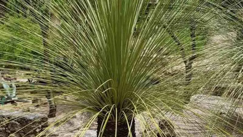 Desert spoon plant with wide-spreading leaf rosette