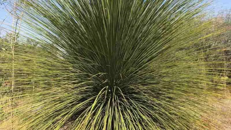 Desert spoon plant with textured, serrated green leaves
