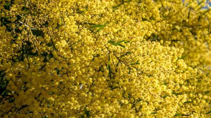Close-up acacia flower clusters on branches
