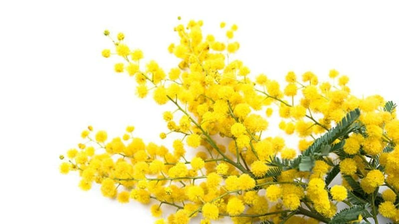 Dense cluster acacia flower blooms on branches