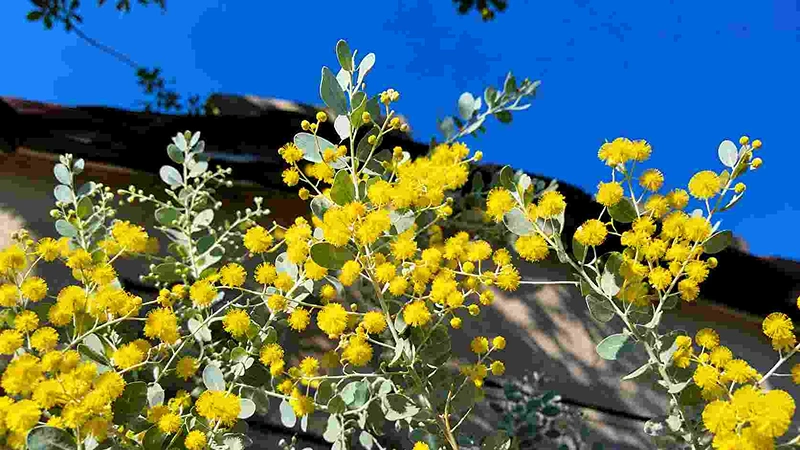 Close detailed acacia flower view on branch