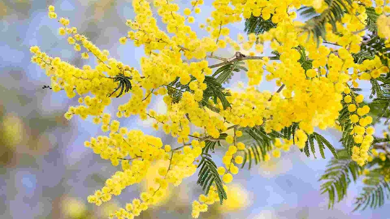 Dense canopy acacia flower covering tree top