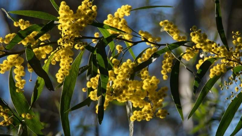 Bright yellow acacia flower canopy with full blooms