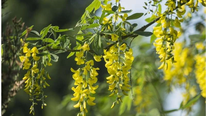Golden tree acacia flower full bloom on branch