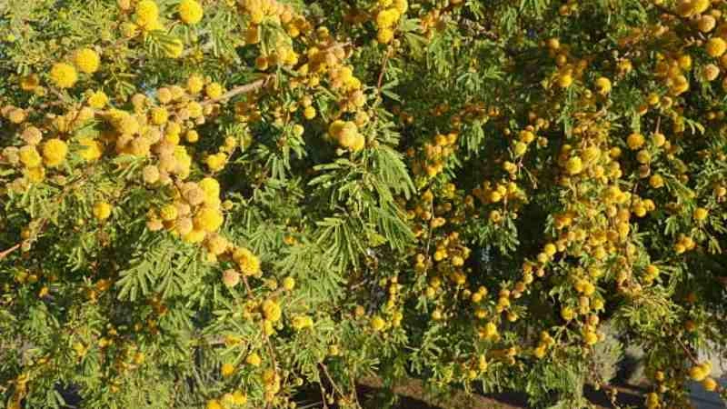 Bright mature acacia flower blooming on tree