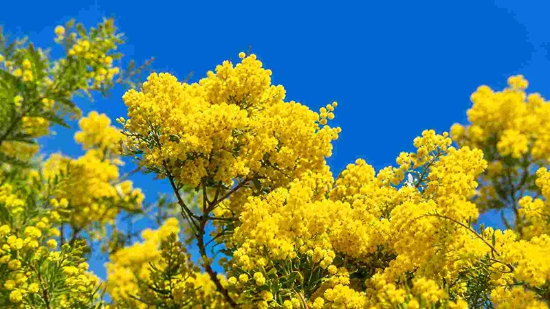 Natural outdoor acacia flower blooming scene
