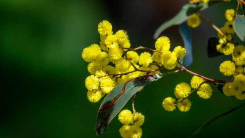 Spring season acacia flower blooming naturally