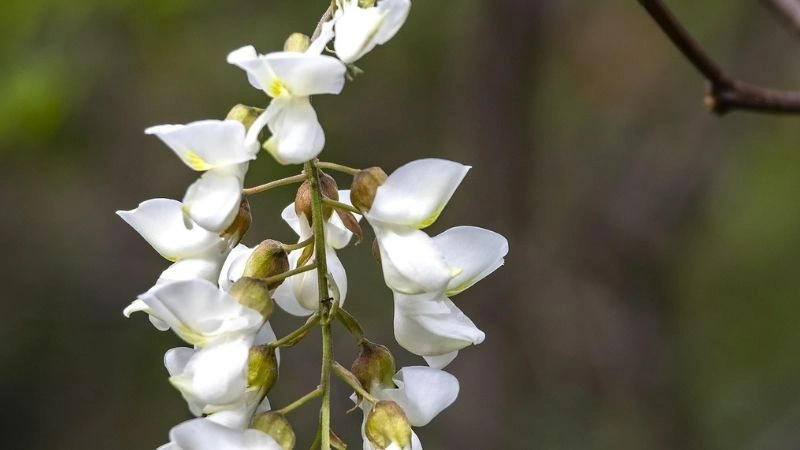 Beautiful white acacia flower clusters growing on tree in nature