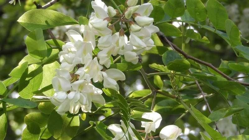 Beautiful White acacia flower blooming in natural garden setting