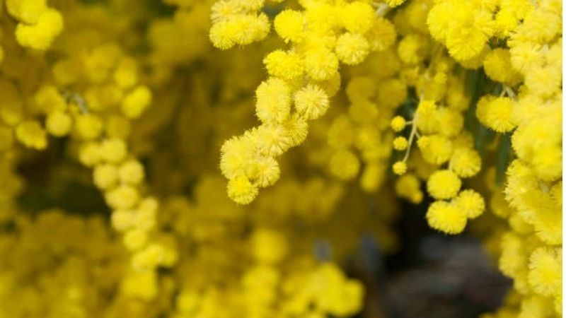 Bright yellow acacia flower clusters blooming on tree branches
