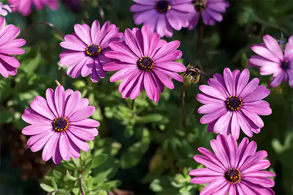 African Daisy