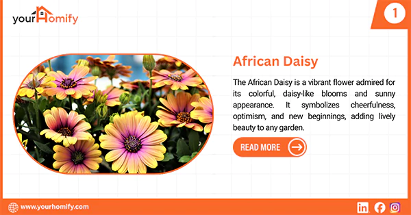 African Daisy