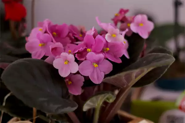 African Violet