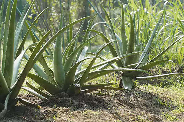 Aloe Vera