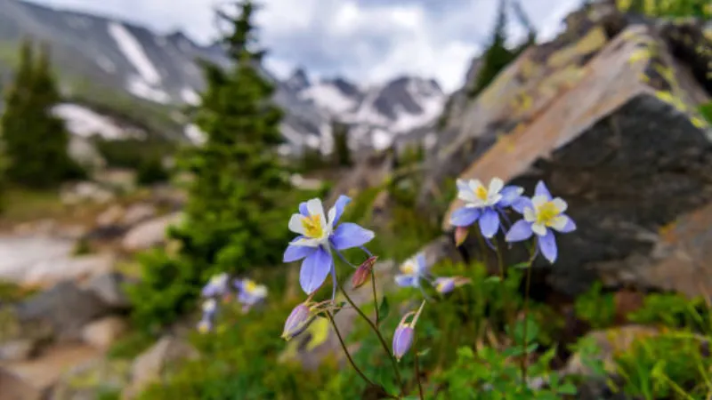 Four blue-violet and white Columbine flower blooms against a soft green background.