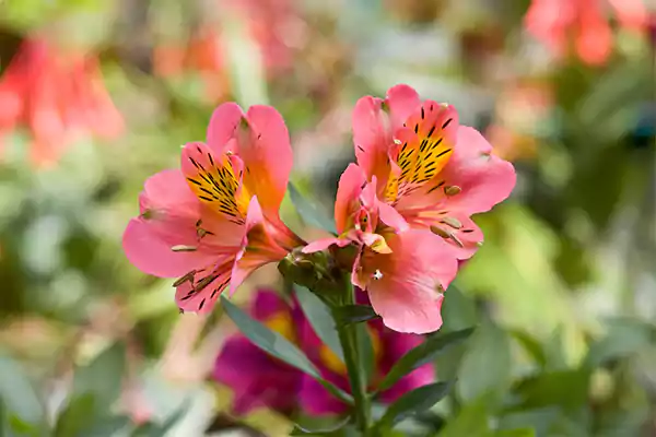 Alstroemeria