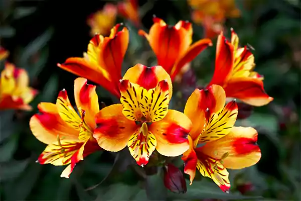 Alstroemeria