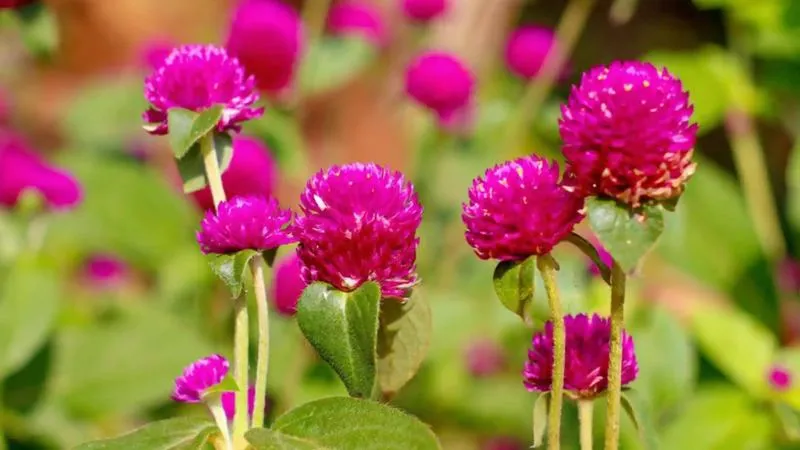 Tall blooming Amaranth flower spikes growing on a healthy flowering plant.