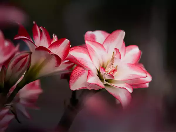 Amaryllis