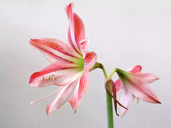 Amaryllis