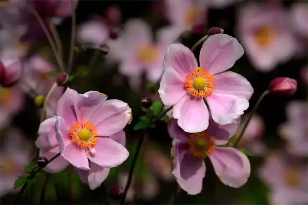 Anemones