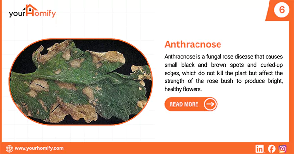 Anthracnose
