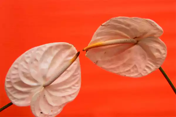 Anthurium