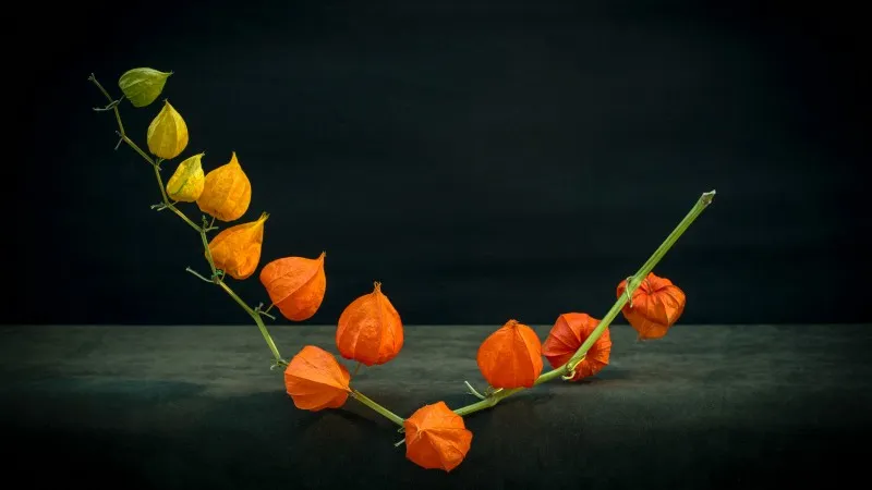 A single stem of Chinese Lantern flower pods arching in a U-shape on a dark grey surface.