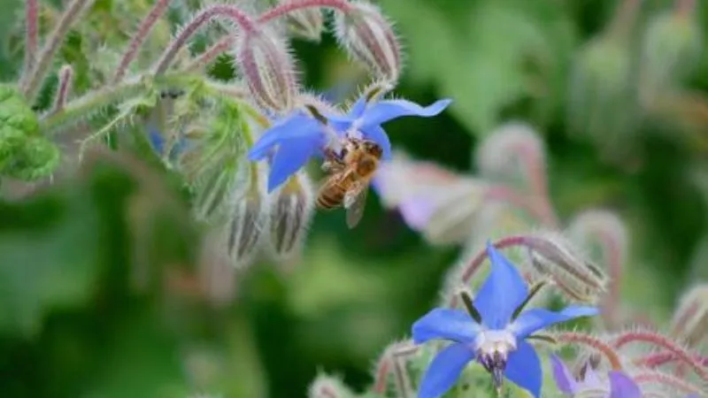 Arching Stems Borage flower growing beautifully on curved branches.