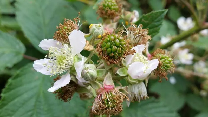 Arching stem Bramble flower growing gracefully.