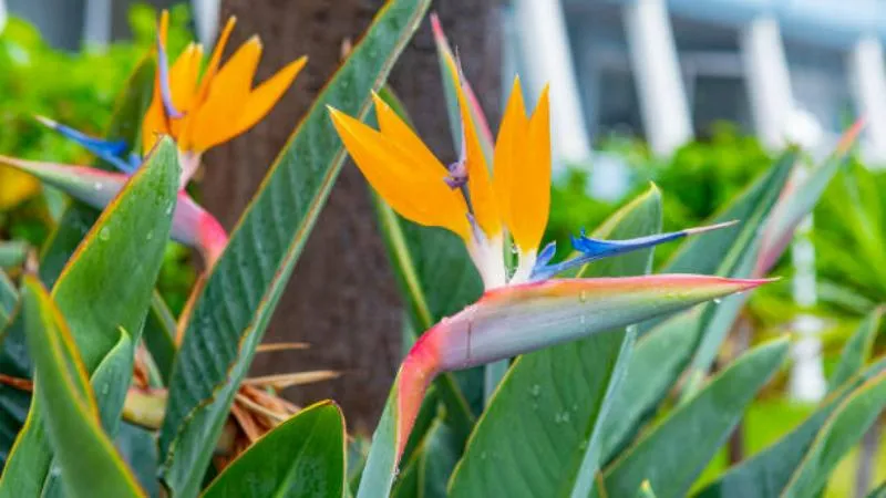 Distinctive shape Bird of Paradise flower creating an ornamental display.