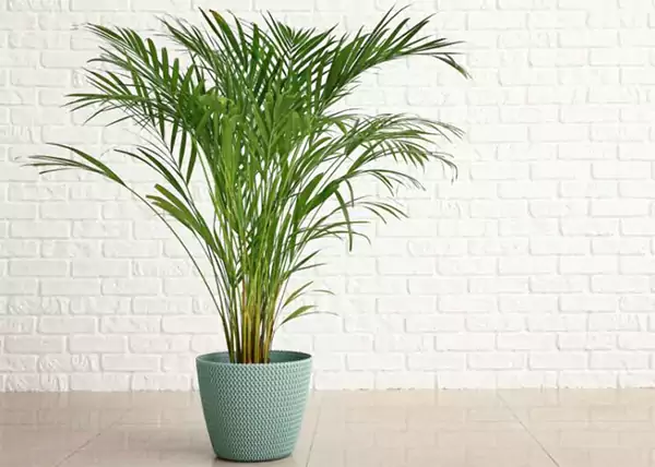 Areca Palm