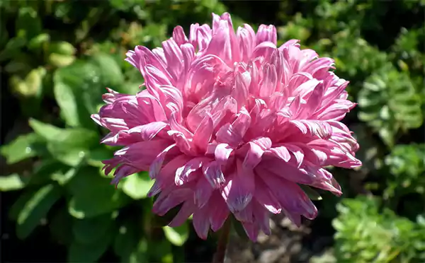 Aster flower
