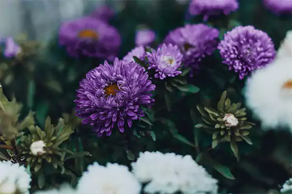 Asters
