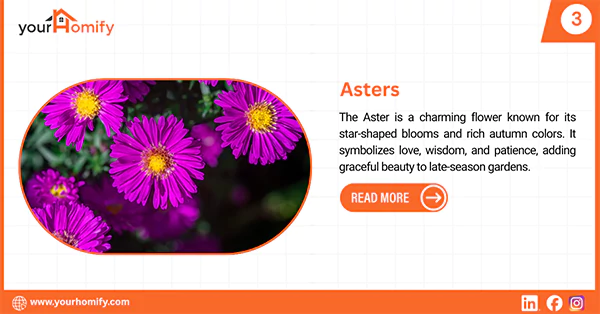 Asters
