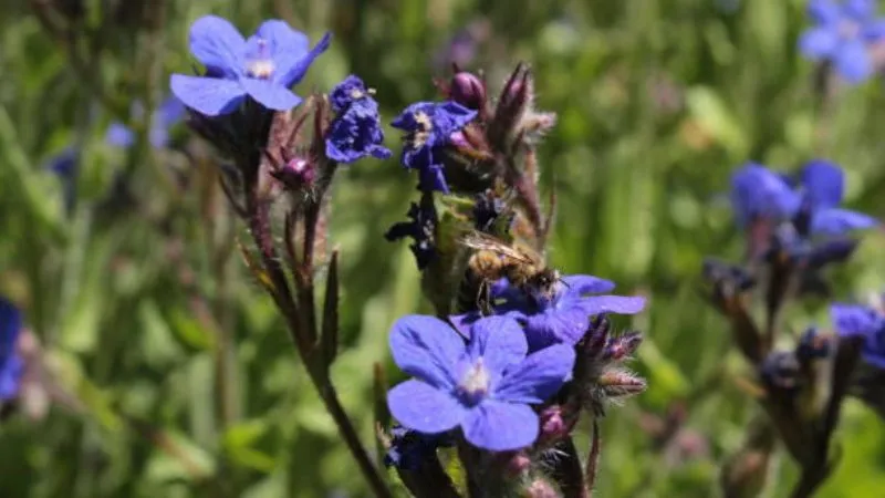 Outdoor Blooms Bugloss flower growing naturally in a garden setting.